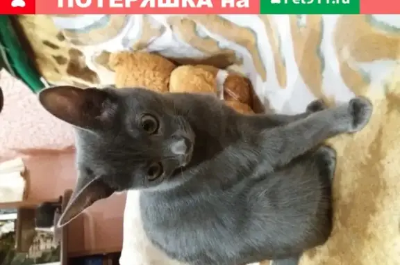 Пропала кошка в Московской обл., дачный поселок Удельная.