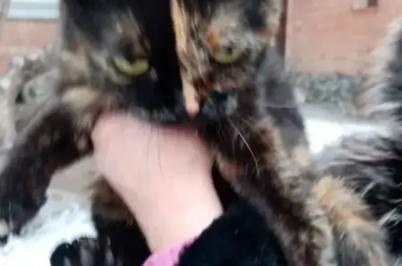 Пропала кошка в Новосибирске, возле Управления пенсионного фонда