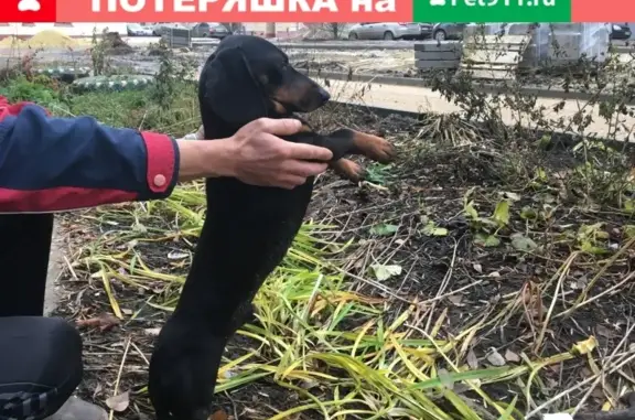 Собака Такса найдена в Тамбове