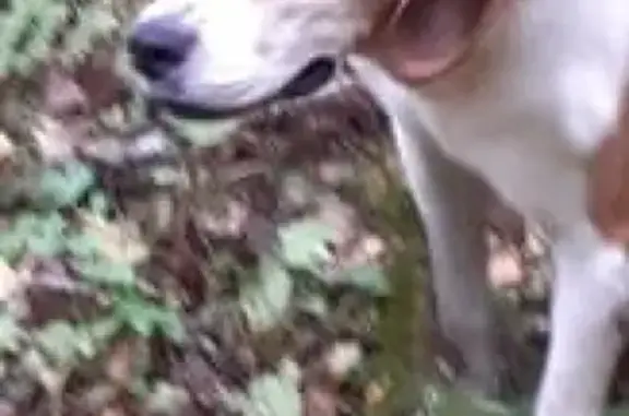 Пропала собака в Чеховском районе, кличка 