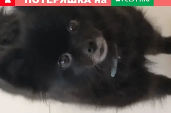 Собаки потеряшки, Липецк, фото: Потеряшка собака в микрорайоне университетский, помогите найти!