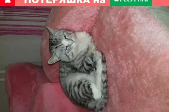 Найден домашний кот на ул. Воронова