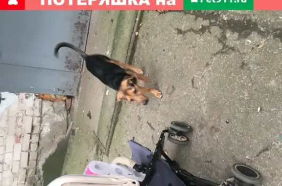 Найдена добрая собака на ул. Максима Горького, 163