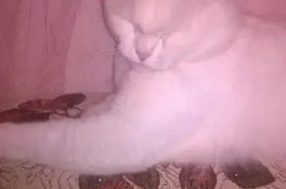 Кошки потеряшки, Новосибирск, фото: Потеряшка белая кошка на Гризодубовой, 37/3 (Новосибирск)