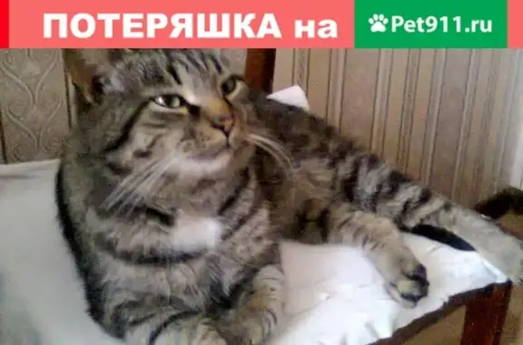 Найдена домашняя тёмно-полосатая кошка в Первомайском, Речной проспект. Контакты внутри.