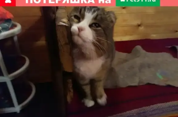 Найдена серо-полосатая кошка в поселке Кульчаны