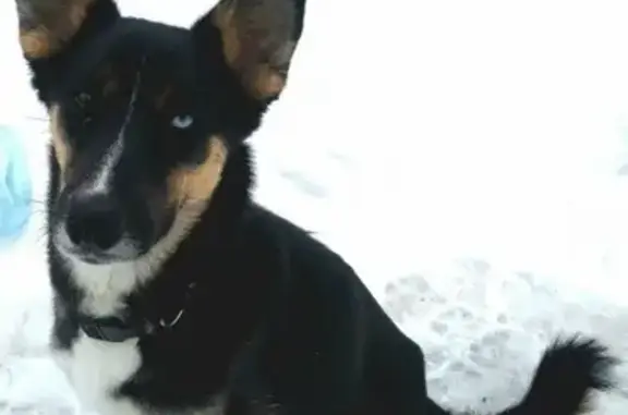 Пропала собака Арвен в мкр Богородское, Московская область