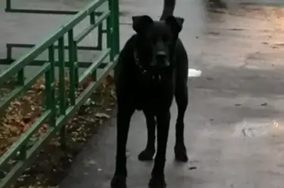 Собака найдена возле станции Долгопрудная