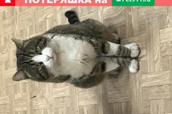 Найден кот на улице Хачатуряна, 8к1