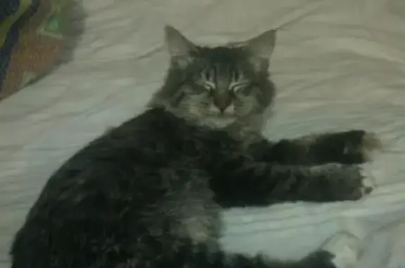 Найдена кошка, Борисоглебск, фото: Найден пушистый котенок в Борисоглебске