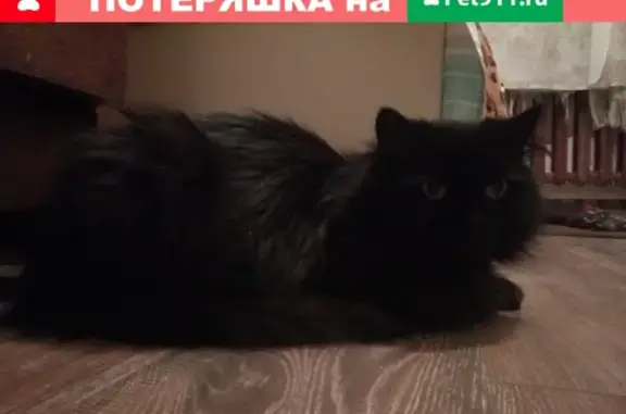 Найден чёрный кот с ошейником в Новой Ропше, Ленобласть