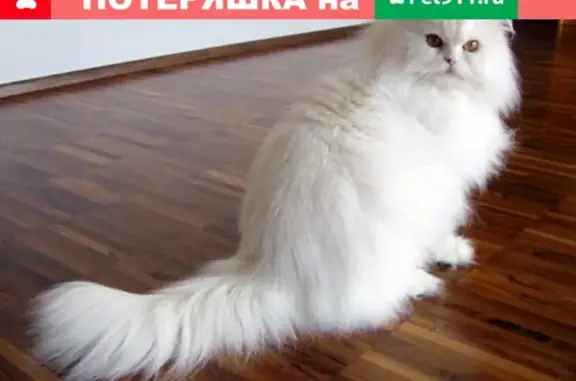 Найдена кошка в Краснодаре, Славянский микрорайон, Темрюкская улица.