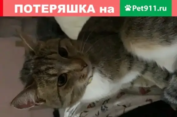 Найдена кошка на Новогиреевской, 12к2