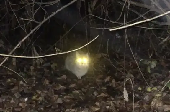 Найдена кошка возле дороги на Говорова, Одинцово