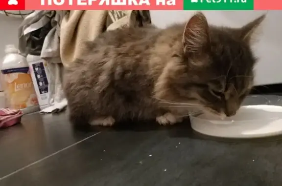 Найдена серая кошка в Жуковском, ул. Гарнаева, 09.11.19