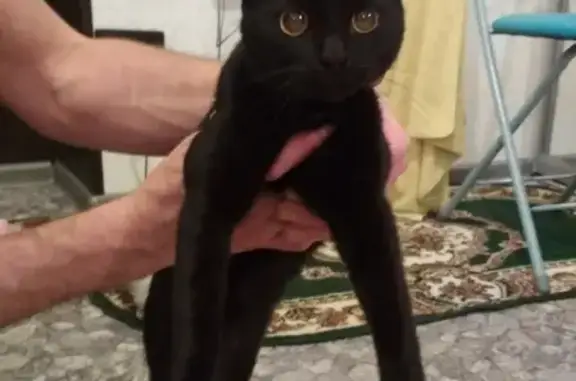 Найдена кошка на Никитина 127а в Волгограде