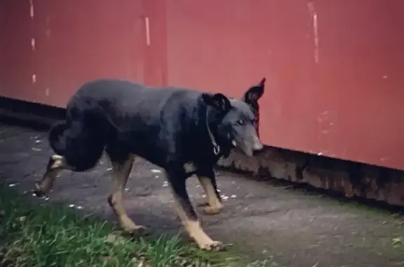Найдена собака на Митинской улице, ищем хозяина!