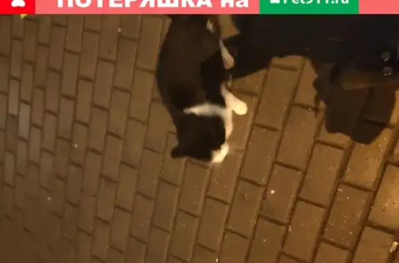 Найден кот на ул. Дмитриева, Балашиха