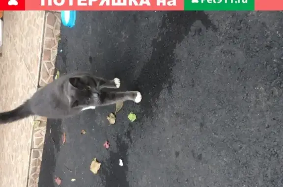 Найден ласковый кот на Беломорской улице
