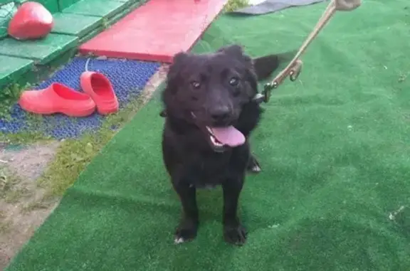 Пропала собака Кузя в Копыле, Беларусь