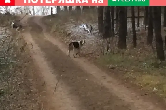 Собака с поврежденной лапой найдена на М5 в Тольятти.