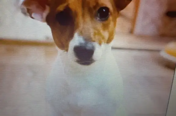 Пропала собака породы Джек Рассел Терьер в Астрахани, вознаграждение.