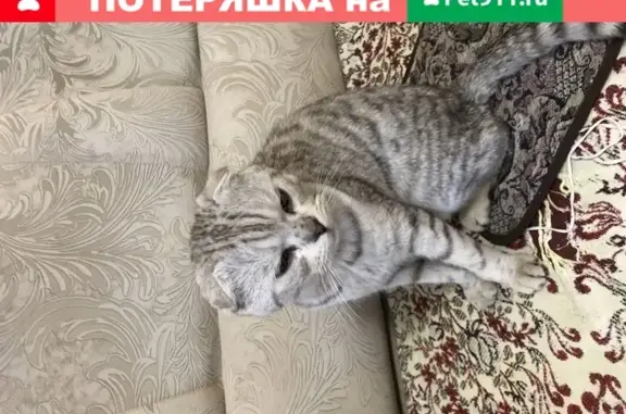 Найдена кошка в Сарапуле, Удмуртия, Россия