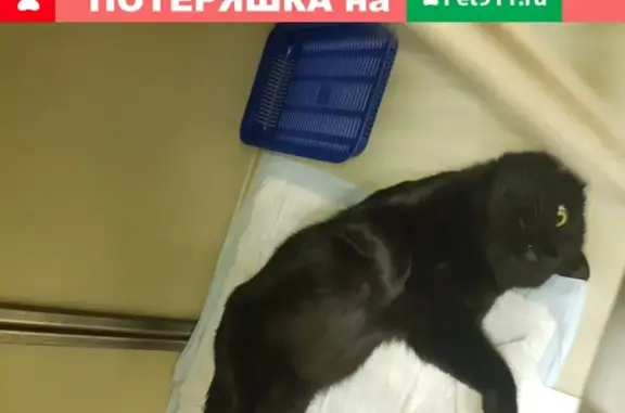 Найдена кошка в Москве, Нововладыкинский проезд 1к4