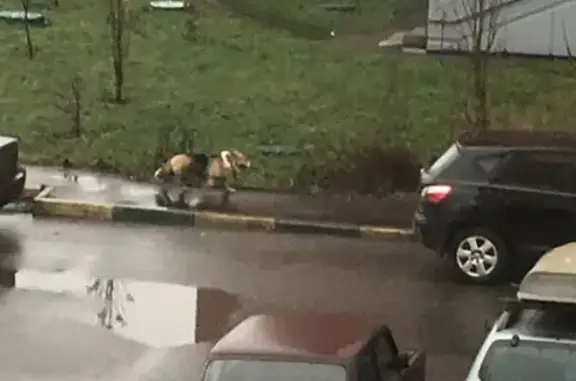 Пушистая собака на улице Маршала Савицкого, Москва