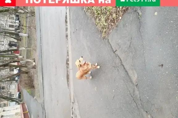 Собака найдена в Королеве на ул. Павлова