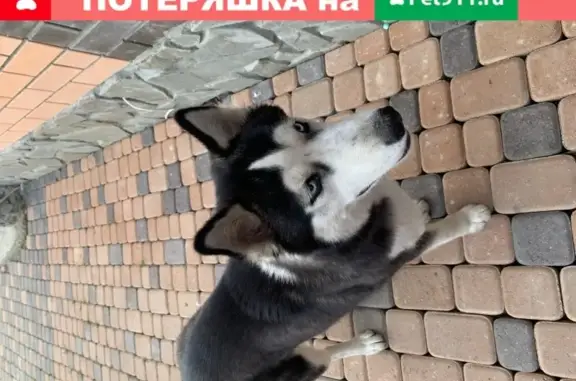 Найдена собака породы ХАСКИ в Краснодаре