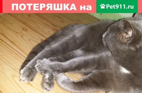 Найден взрослый серый кот в Набережных Челнах