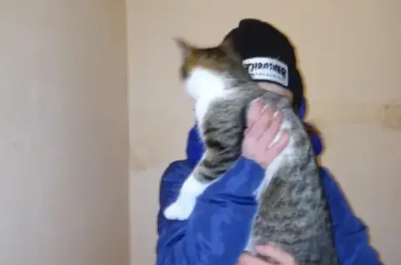 Найдена кошка в Сургуте с белым животиком