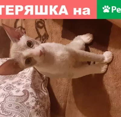 Пропала кошка Сфинкс в Ростове, Берберовка, 1А