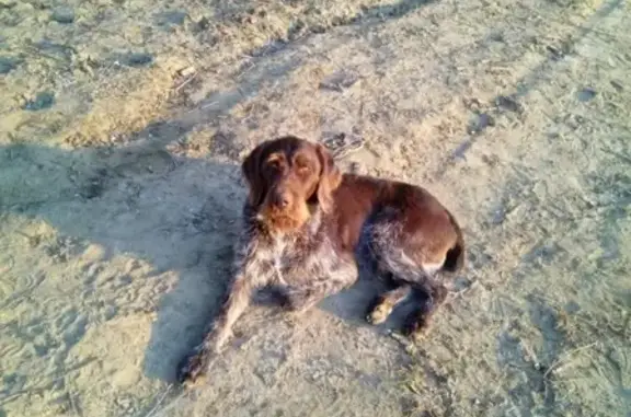 Пропала собака в Раменском, возможно появилась где-то ещё.