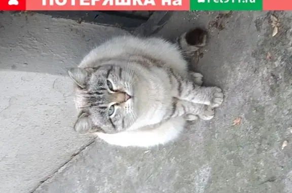 Домашняя кошка найдена в подвале района Ленина - Восточная, Екатеринбург