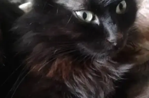 Потерянные животные Пермь, фото: Пропала черная кошка с отломанным клыком на ул. Мира, 128 в Перми