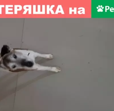 Собака с белым ошейником найдена в Остафьево