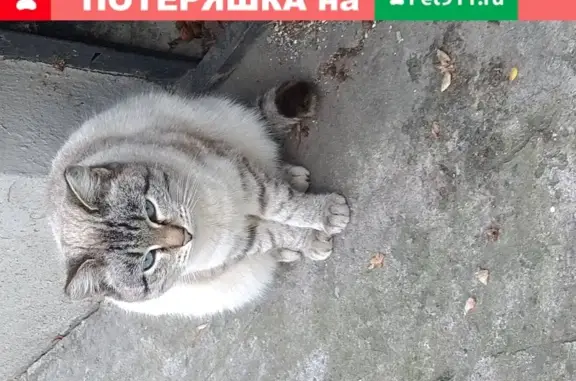 Найдена домашняя кошка в подвале, Ленина-Восточная, Екатеринбург