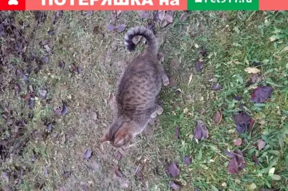 Найдена кошка в Головково, ищем хозяина!