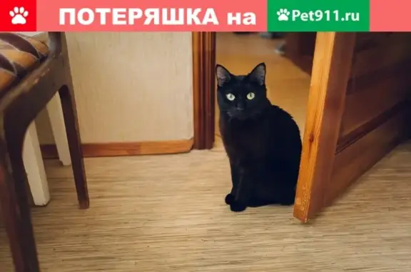 Пропал кот Гриша, ул. Анны Лусс, 8, Саранск