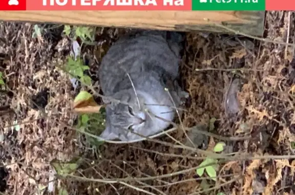 Найдена кошка в СНТ Дубки, Московская область