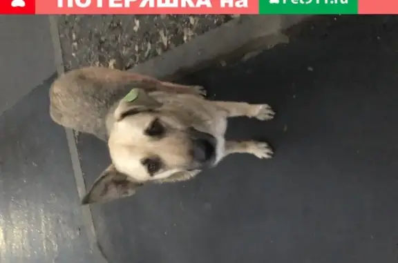 Найдена собака на улице Вересковая, Москва 10.11. без ошейника.