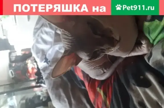 Пропала кошка Вита в деревне Пагубино, Московская область