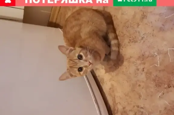 Найдена кошка около садика 76 в Омске