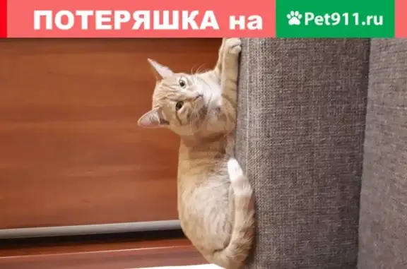 Найдена домашняя кошка на ул. 50 лет ВЛКСМ, 4, Омск