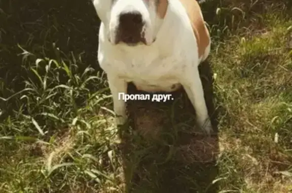 Собаки потеряшки, Растопуловка, фото: Потеряшка собака СТАФФОРДШИРСКИЙ ТЕРЬЕР в Растопуловке, Астраханская область