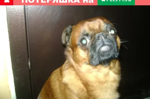Потерянные животные Улан-Удэ, фото: Пропала старая собака в Улан-Удэ