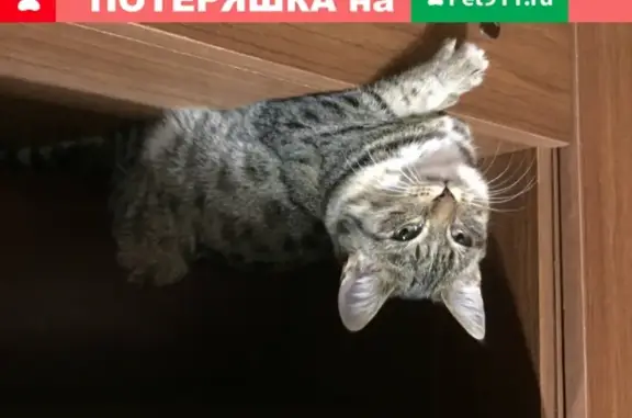 Найден котенок в Шарыпово, ищу хозяев