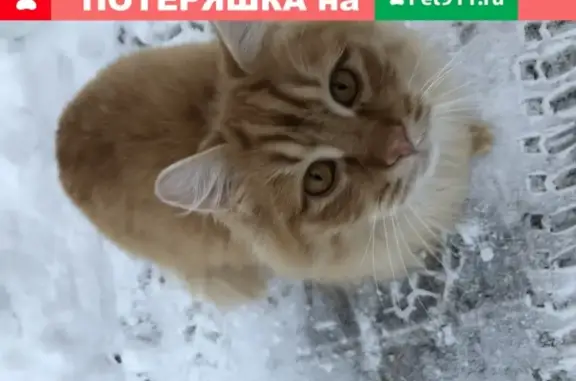 Пропала кошка в Поджигородово, Клинский район, МО.